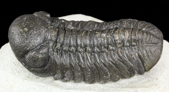 Austerops Trilobite With Nice Eyes - Cyber Monday Deal! #56658